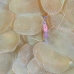 shirmp_coral_bubble_cr_hsb_r_v_0012_kom1869.jpg